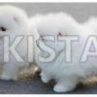 gorgeous-tiny-pomeranian-girls-available-pomeranian-amangarh-industrial-area