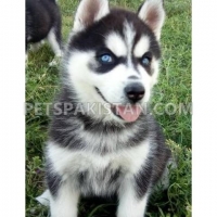 siberian-husky-pups--alipur-chatta