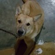 german-shepherd-and-lab-mix-rare-for-sale-other-karachi-4
