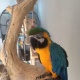 blue-and-gold-macaw-talking-parrot-mega-tame-other-badin