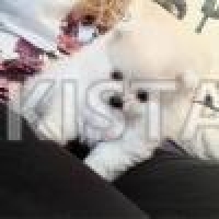 white-teacup-bitch-for-sale-pomeranian-amir-pur-sadat