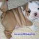 gorgeous-english-bulldog-puppies-available-other-girot-2