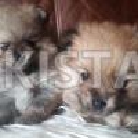 pomerianian-puppies-1-boy-and-1-girl-pomeranian-arif-wala