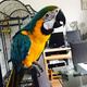 macaw-parrots-for-sale-macaws-ali-pur