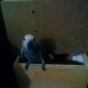 african-gray-congo-chick-for-sale-african-grey-parrot-lahore