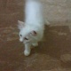 persian-cat-for-sale-persian-cats-karachi-2