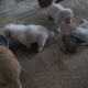 adopt-a-toy-puppy-other-karachi