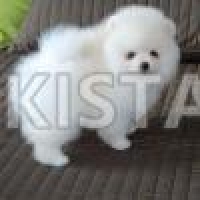 quality-pomeranians-out-standing-pedigree-pomeranian-attock