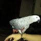 african-grey-for-sale-hand-tame-hand-feed-8-month-african-grey-parrot-jhelum