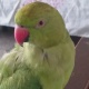 pakistani-talking-parrot--islamabad