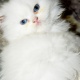 pure-persian-breed-female-kitten-cute-and-innocent-persian-cats-karachi-4