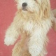 shihtzu-male-shih-tzu-islamabad-3