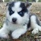 cute-and-adorable-siberian-husky-puppies-for-adoption-other-badhber