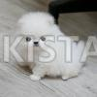 pomeranian-puppies-pomeranian-awaran