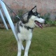 siberian-husky-female-7-month-for-sale-other-rawalpindi-3