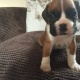 boxer-puppies--adenzai