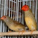 starfinches-for-sale-star-finch-lahore