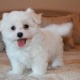adorable-maltese-puppy-other-yazman
