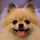 pomeranian-pups-for-adoption-other-ahmadpur