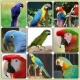 healthy-macaws-and-fertile-parrot-eggs-for-sale-macaws-bahrain