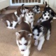 siberian-husky-puppys-for-sale-only-2-girls-left-other-uch-ghilani