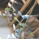 australian-budgies-for-sale-australian-budgies-karachi