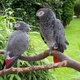 adopt-african-grey-parrots-today-other-chishtian
