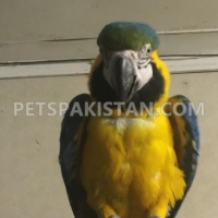 blue-gold-macaw-african-grey-parrot-dera-murad-jamali-2