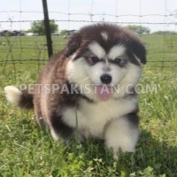 sweet-siberian-husky-puppies--abbas-nagar