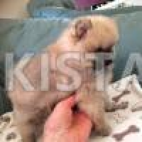purebred-pomeranian-pups-from-kc-parents-pomeranian-abbas-nagar