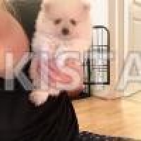 white-teacup-bitch-for-sale-pomeranian-badin