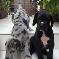great-dane-puppies-for-sale-great-dane-karachi
