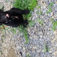 american-labrador-male-puppy-labrador-retriever-nowshera-2