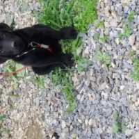 american-labrador-male-puppy-labrador-retriever-nowshera-4