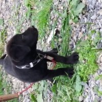 american-labrador-male-puppy-labrador-retriever-nowshera-3