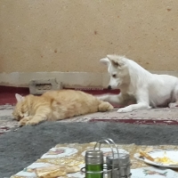 russian-dog-other-quetta-6