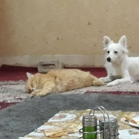 russian-dog-other-quetta-4