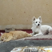 russian-dog-other-quetta-3