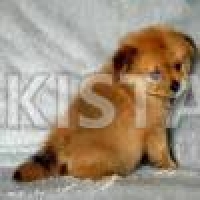 outstanding-toy-pompoo-puppies-ready-now-pomeranian-bagan