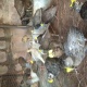pheasants-chicks-for-sale-golden-pheasant-islamabad