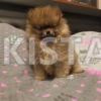 stunning-teacup-pomeranian-pomeranian-bagar