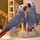 a-pair-of-talking-african-grey-parrots-other-lachi