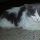 persian-male-and-female-persian-cats-lahore-3