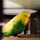 exhibition-hens-for-sale-australian-budgies-lahore