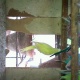 healthy-active-young-spangle-redeyes-budgrie-australian-budgies-karachi