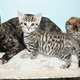 2-male-and-female-bengal-kittens-for-adoption-bengal-lahore
