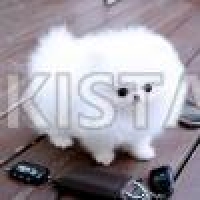 absolutely-healthy-teacup-pomeranian-puppy-pomeranian-bagh-o-bahar