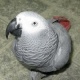 congo-african-grey-available-other-islamabad