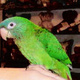 blue-crown-conure-parrot-for-sale-sun-conure-karachi-2