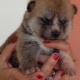 akita-inu-japanese-puppies-for-sale-other-chachran-sharif